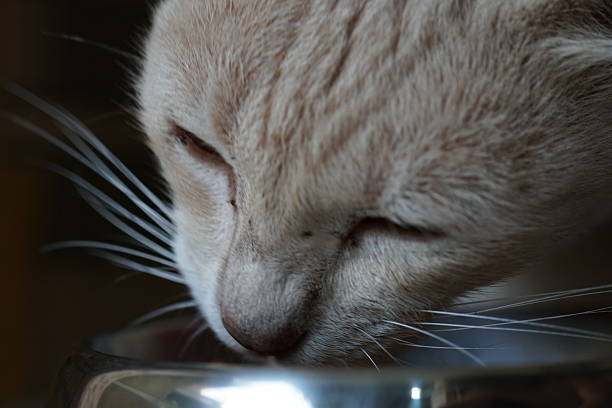 House cat
