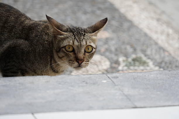 House cat