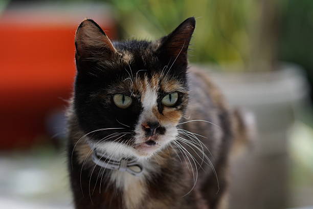 House cat