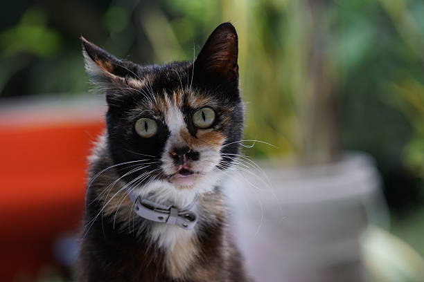 House cat