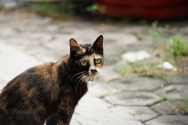 House cat