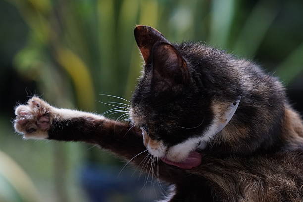 House cat