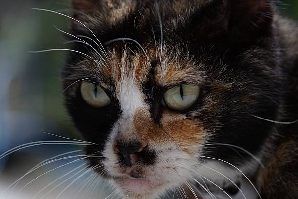 House cat