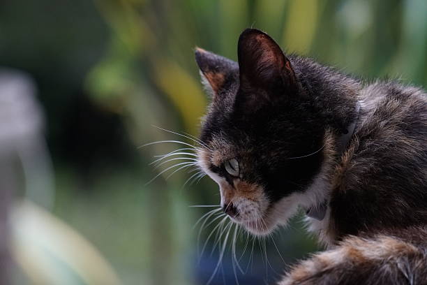 House cat