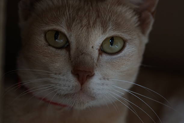 House cat
