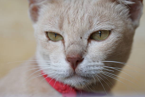 House cat