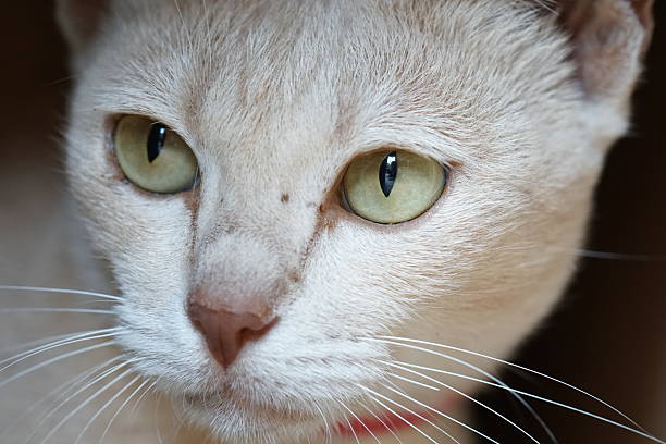 House cat