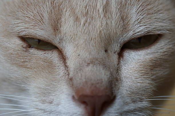 House cat