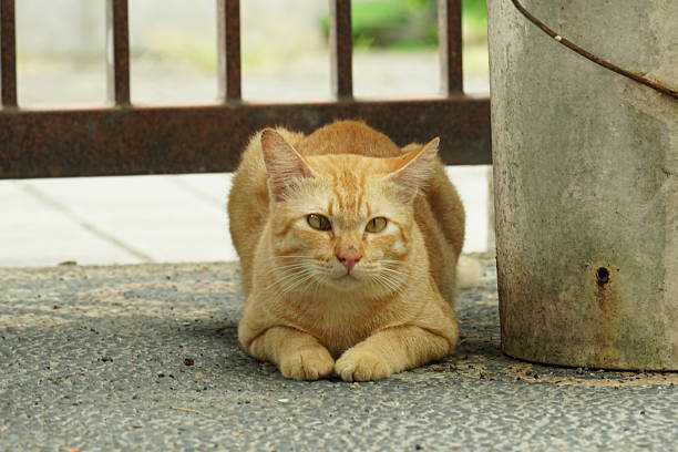 House cat