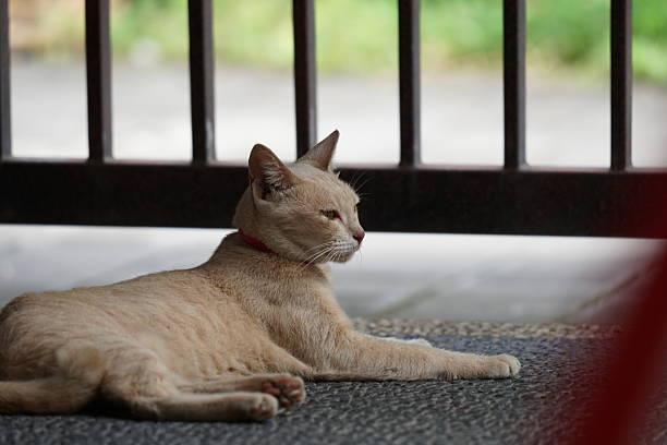 House cat