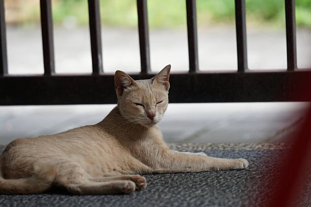 House cat