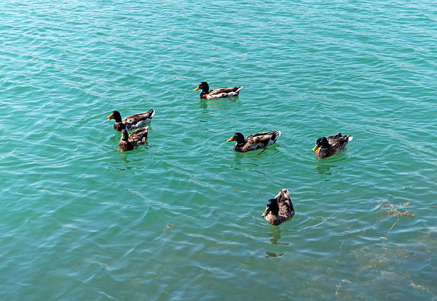 Ducks are swimming on the calm lake surrounded by greenery.