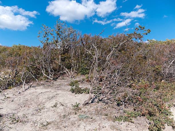 the dunes of plum island on a winters day in  massachusetts