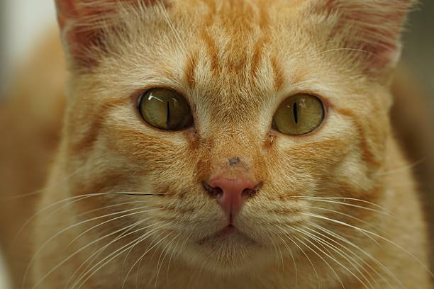 House cat