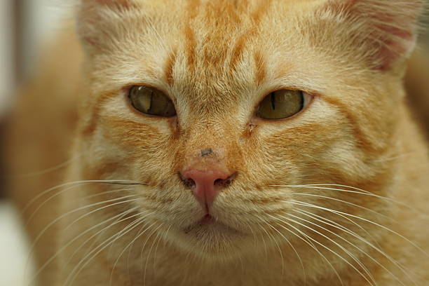 House cat