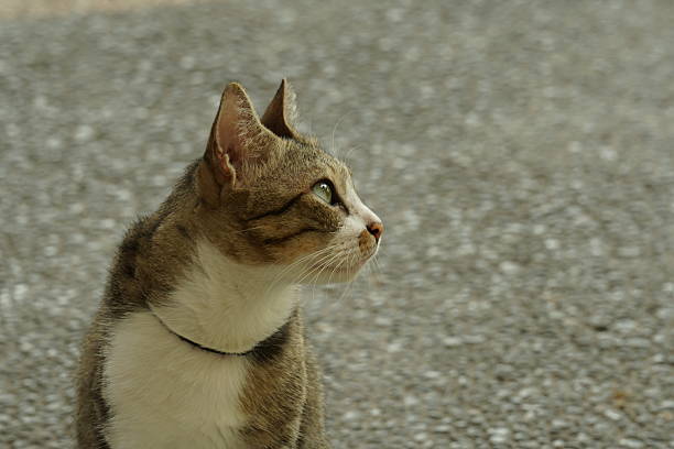 House cat
