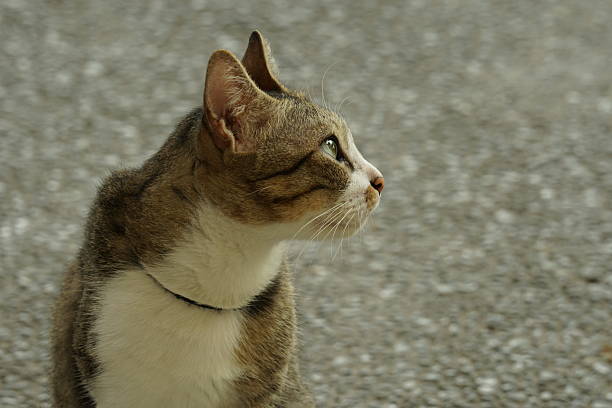 House cat