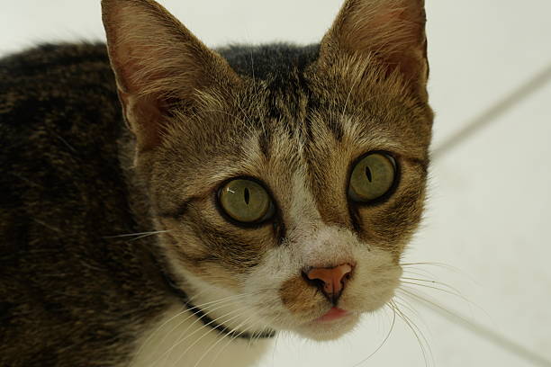 House cat
