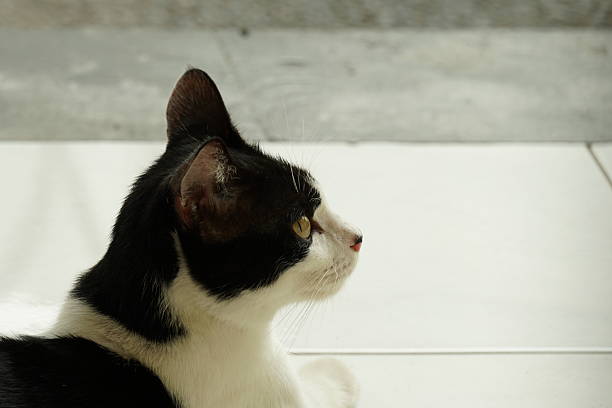 House cat