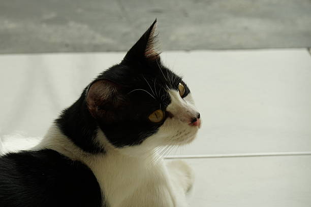 House cat