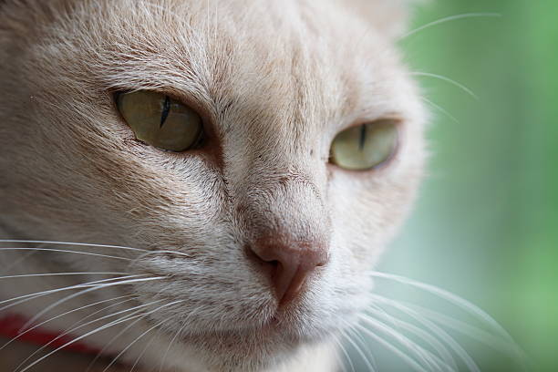 House cat