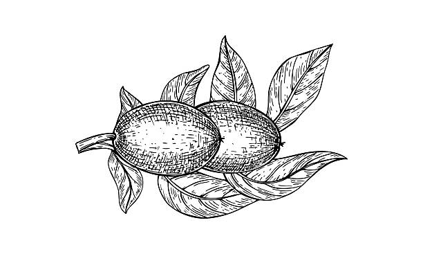 Ripening walnut pods and leaves monochrome vector line ink illustration. Walnuts in husk growing on tree realistic graphic sketch. Two nuts in green shell on branch for healthy food packaging.
