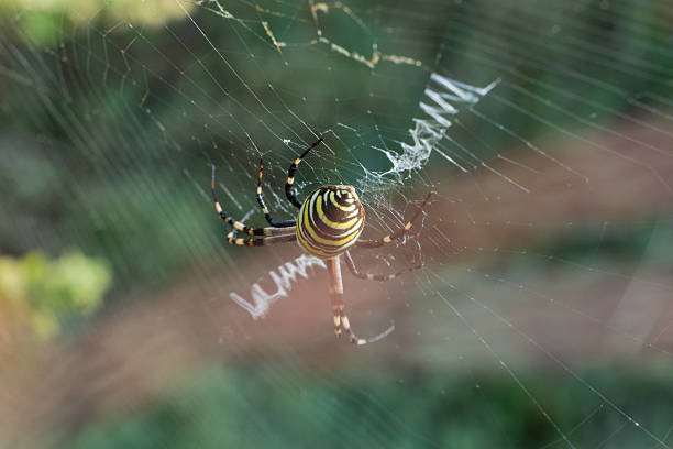 A spider's web in a field near Livno/Bosnia and Herzegovina, with a shadow in the background and a spider in the middle