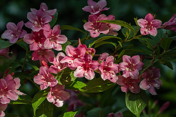 Blooming Weigela Bristol Ruby. Selective focus and close-up of beautiful bright pink Weigela flowers on blurred green background in ornamental garden. Selective focus. Nature concept for design
