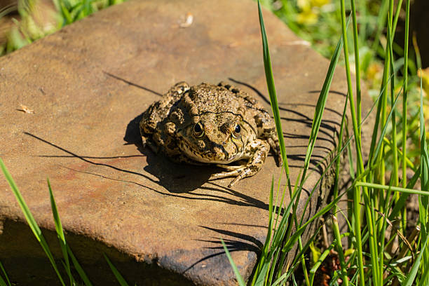 Iberian waterfrog, Iberian green frog, autumn leafs wet and the frog on themPelophylax perezi