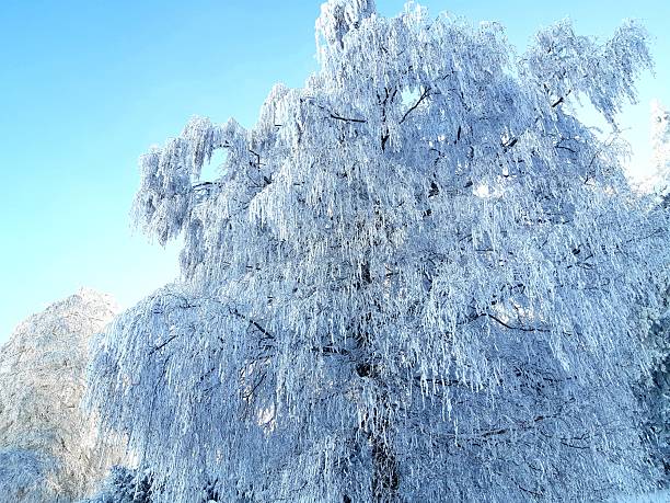 A wide-angle, low-angle shot of a tall birch tree heavily laden with hoarfrost and crystalline snow. The delicate, drooping branches create a textured, lace-like canopy that covers the frame, set against a vibrant, clear blue sky. The bright, natural day light highlights the intricate details of the frost, emphasizing the cold, serene atmosphere of a winter forest and the fragility of the frozen landscape.