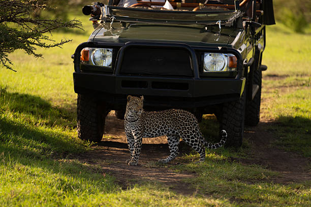 Female leopard stands in front of jeep