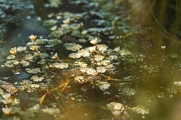 Summer nature freshness. Lake with delicate white water crowfoot flowers with morning sunlight. Calming waterscape inviting peace & tranquility for observer.
