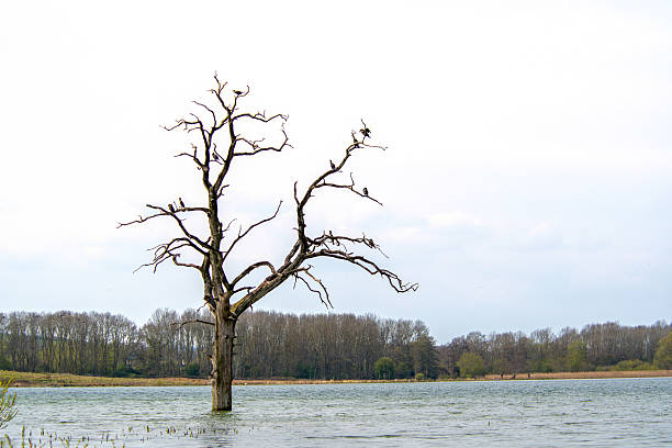 Great cormorants (Phalacrocorax carbo) resting on a dead tree emerging from freshwater wetlands at Rutland Water Nature Reserve in England, highlighting avian behavior and wetland ecosystems.