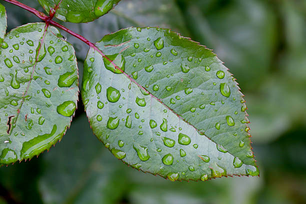 A rose leaf after rain in the garden. Water droplets on a green leaf.