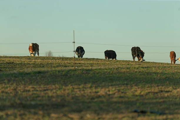 cows grazing on grassy hill at sunset, electric fence in foreground, warm golden light on scattered herd with calf, lowangle wide view
