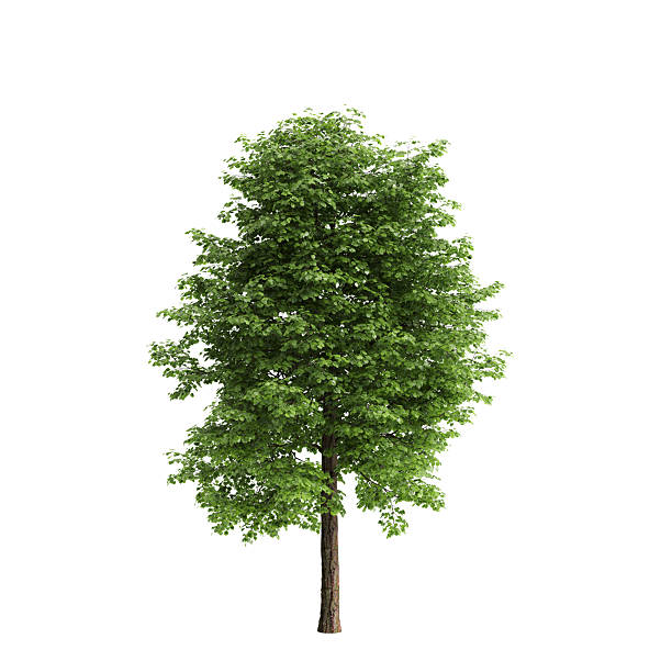 Tilia × europaea tree 3d illustration on white background