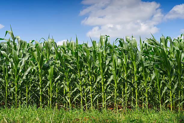 istock Lush green corn field growing under a bright blue sky with fluffy white clouds. Vibrant agricultural landscape showcasing healthy organic maize crops in summer. 2255388538