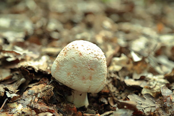 A young Amanita rubescens mushroom emerges from a forest floor covered with dry leaves and organic debris. The pale rounded cap shows a delicate natural texture with subtle pink tones typical for this species. Soft daylight gently illuminates the mushroom while the background fades into a smooth blur. The shallow depth of field draws attention to the early stage of fungal growth and the calm atmosphere of an autumn woodland environment.