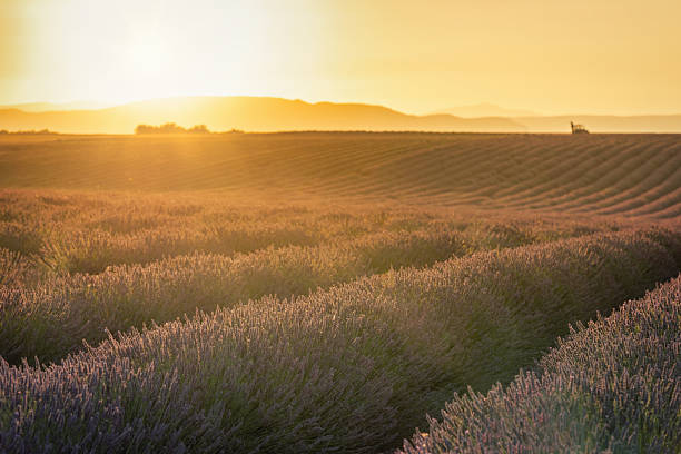 Golden sunset light over endless lavender fields on the Valensole Plateau in Provence, France, with rolling rows fading into the distance. Iconic southern France summer landscape ideal for travel, agriculture, and lifestyle concepts. Valensole Plateau, Provence Alpes Cote dAzur, France, Western Europe