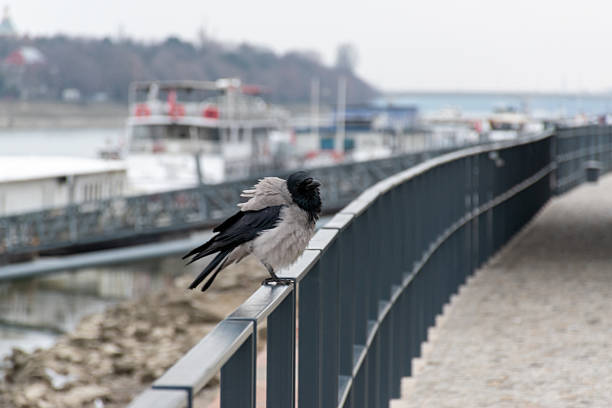 Hooded crow (Corvus cornix) perched on a metal railing along a riverside walkway in an urban environment. City wildlife scene with shallow depth of field, curved railing perspective, and calm outdoor atmosphere with no people present.