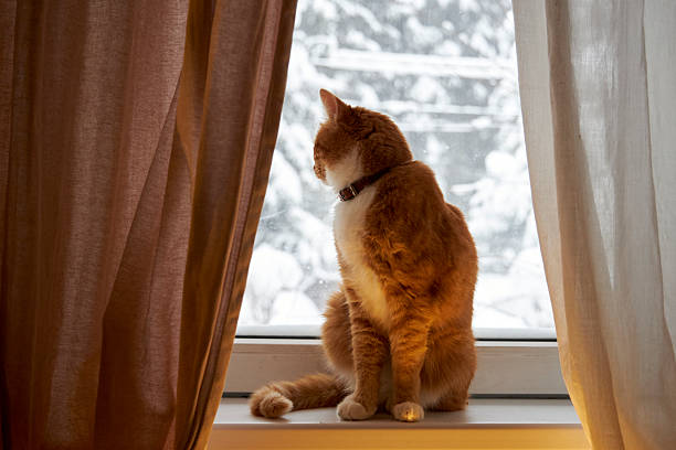 Cozy ginger cat sitting on a windowsill indoors, warm evening light and soft curtains framing a snowy winter view outside. Calm domestic pet atmosphere, home comfort, hygge lifestyle concept