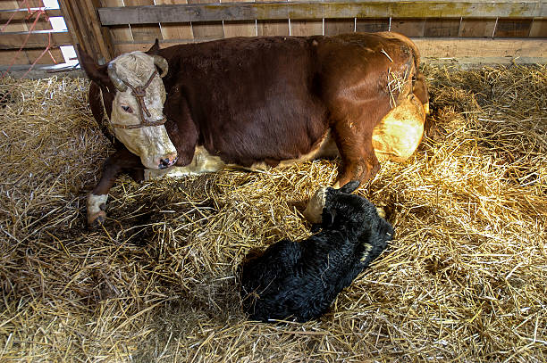 istock Dairy cow with newborn calf. 2255395849