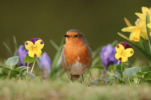 European robin Erithacus rubecula, perched in garden flowers, County Durham, England, UK, March.