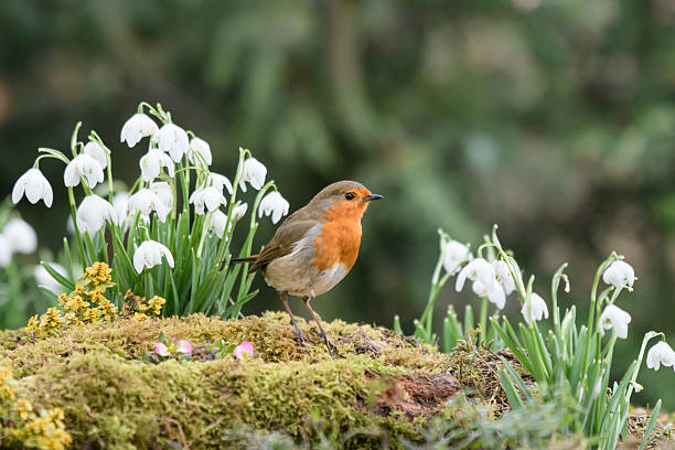 European robin Erithacus rubecula, perched in flowering snowdrops, County Durham, England, UK, February.