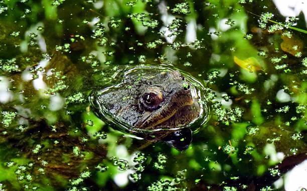 A close-up shot of a common snapping turtle poking its head above the water surface, surrounded by bright green duckweed and aquatic plants in a murky pond.
