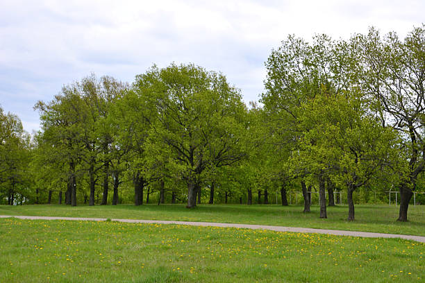 A huge oak tree in Marche region