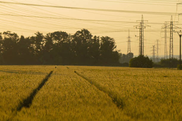 sunset wheat field tracks leading horizon, rows of golden crop bisected by tractor tracks with distant pylons and powerlines, agronomist
