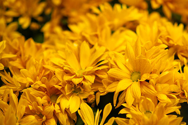 Top view yellow mum flower bouquet, close-up of yellow Chrysanthemum flower