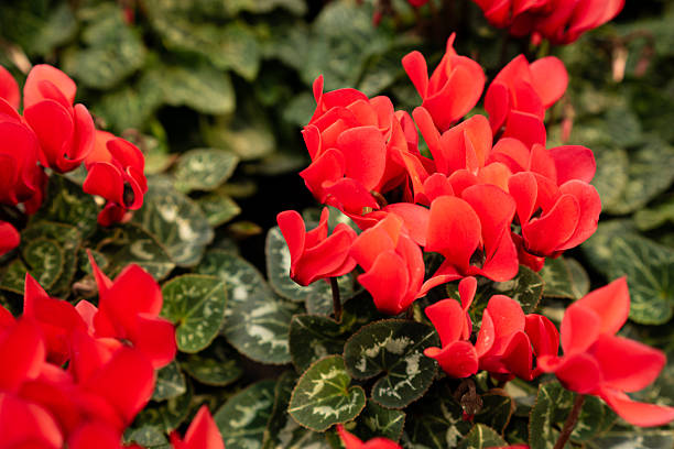 Close-up of vivid red cyclamen flowers with soft natural lighting. The macro shot highlights delicate petals and detailed foliage, creating a beautiful and romantic floral image. Perfect for botanical, gardening, and seasonal design projects.