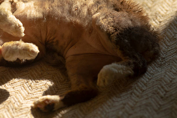 Image of a cat taking a nap